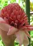 Torch Ginger